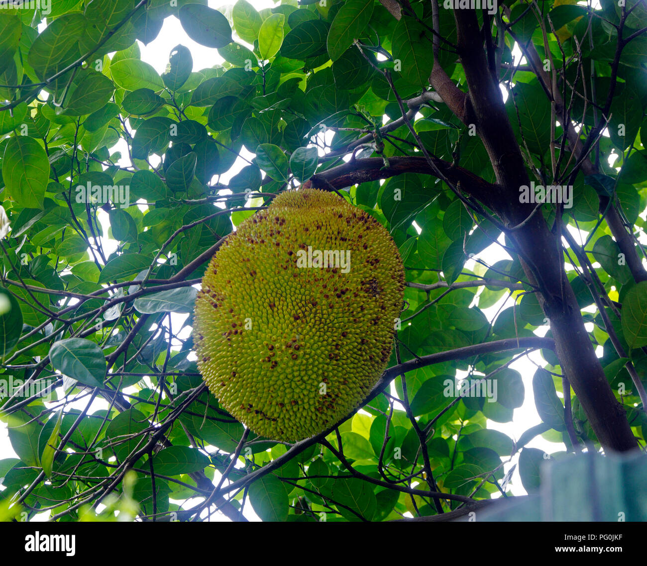 Durian tree, Fresh durian fruit on tree, Durians are the king of fruits, Tropical of asian fruit. Stock Photo