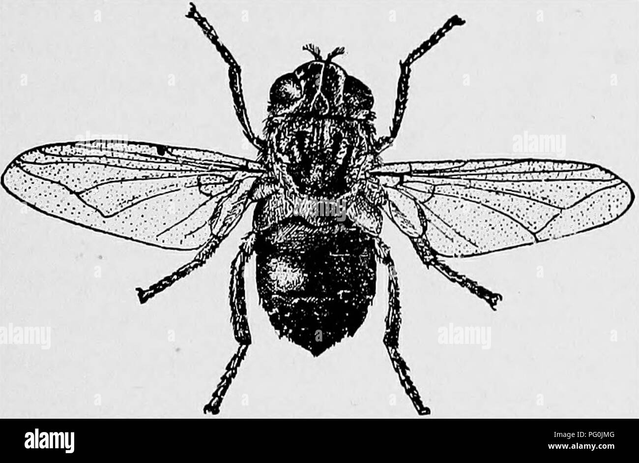 . Animal parasites and human disease. Medical parasitology; Insects as carriers of disease. CUTANEOUS MYIASIS 513 mals. Its bite is more painful to man than is that of the normal human parasite. The attacks of the floor maggot can very easily be avoided by sleeping on mats or beds raised just a few inches from the ground. Maggots Under the Skin There are several species of flies in which the larvse develop under the human skin, like &quot; warbles &quot; in cattle, but they are found only in Africa and in tropical America. The African species are closely related to the blowflies and fleshflies Stock Photo