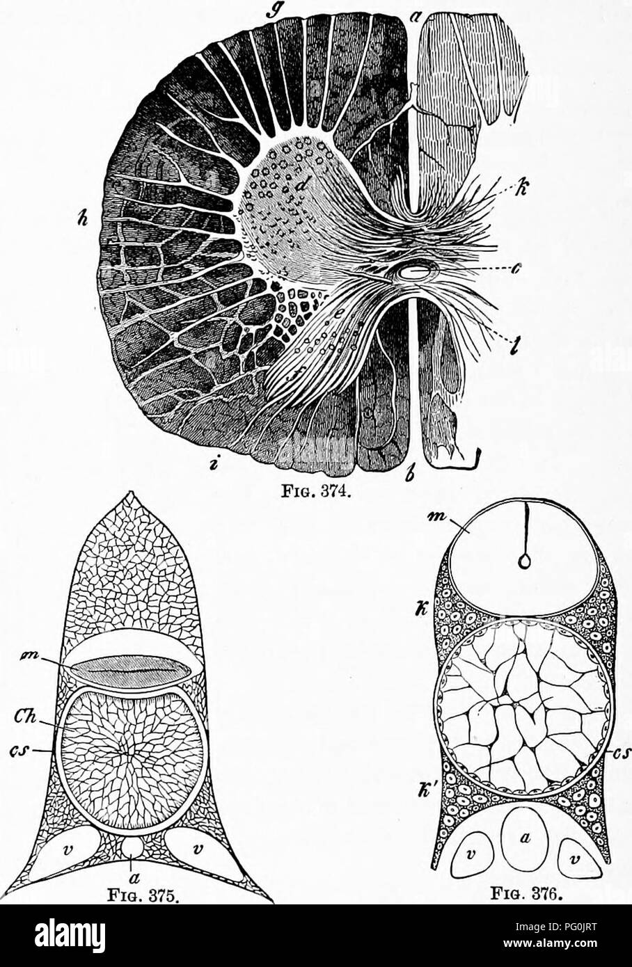 . Zoology : for students and general readers . Zoology. 394 ZOOLOGY. segmented. In all Vertebrates above the lamprey, the verte- bral column grows around the notochord, which finally. Fig. 376. Fi?. 374 —Transveree section through the spinal cord of a calf, a, anterior, &amp;, poirterior longitudinal fissure ; c, central canal; d, anterior, e, posterior cornua; /, substantia gclatinosa; (/, anterior column of the white isube^tance ; A, lateral, i, pos- terior column ; k^ transverse commist-ures.—After Gegenbaur. Fig. 375.—SectioD throu^i^h the vertebral column of Ammoccetes (lamprey). Ch, no-  Stock Photo