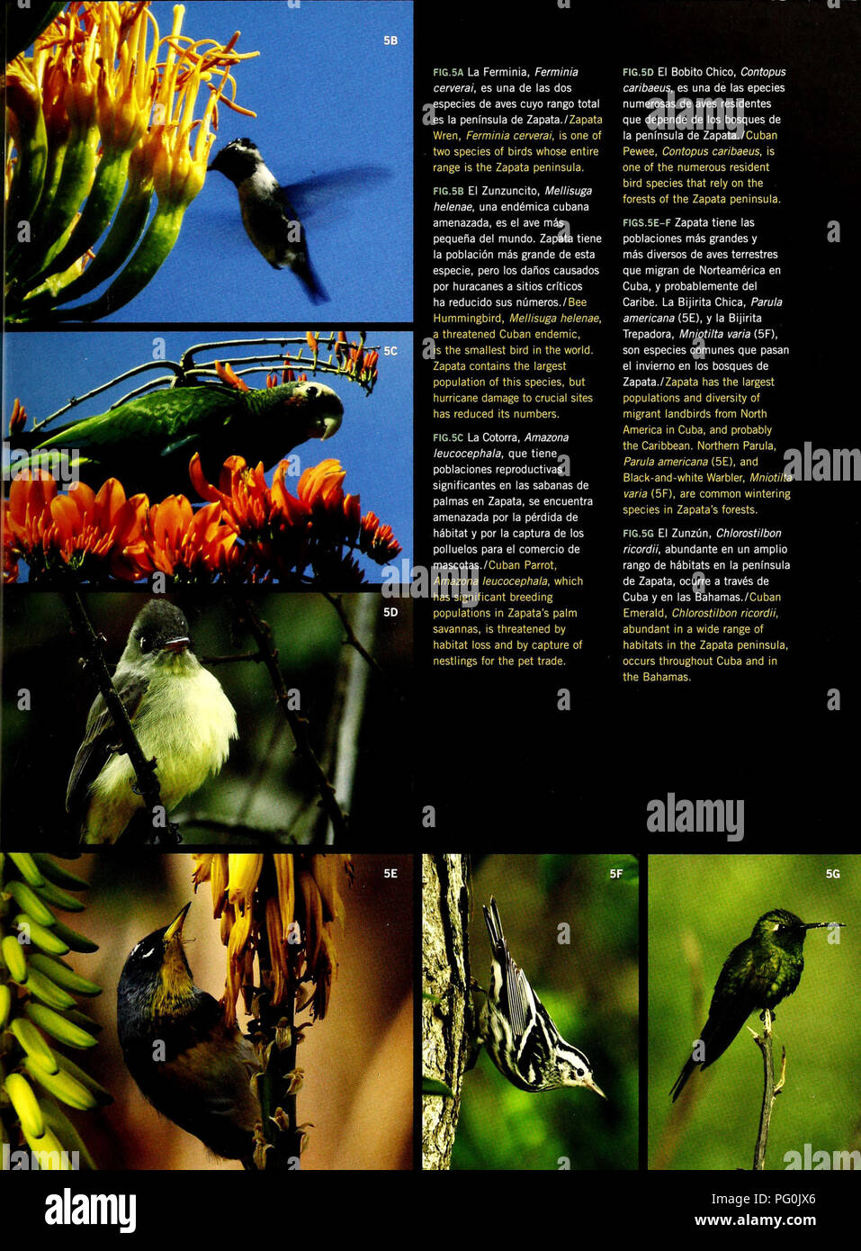 Cuba : Península de Zapata. Natural history; Ecological assessment  (Biology); Wildlife conservation. . Please note that these images are  extracted from scanned page images that may have been digitally enhanced for