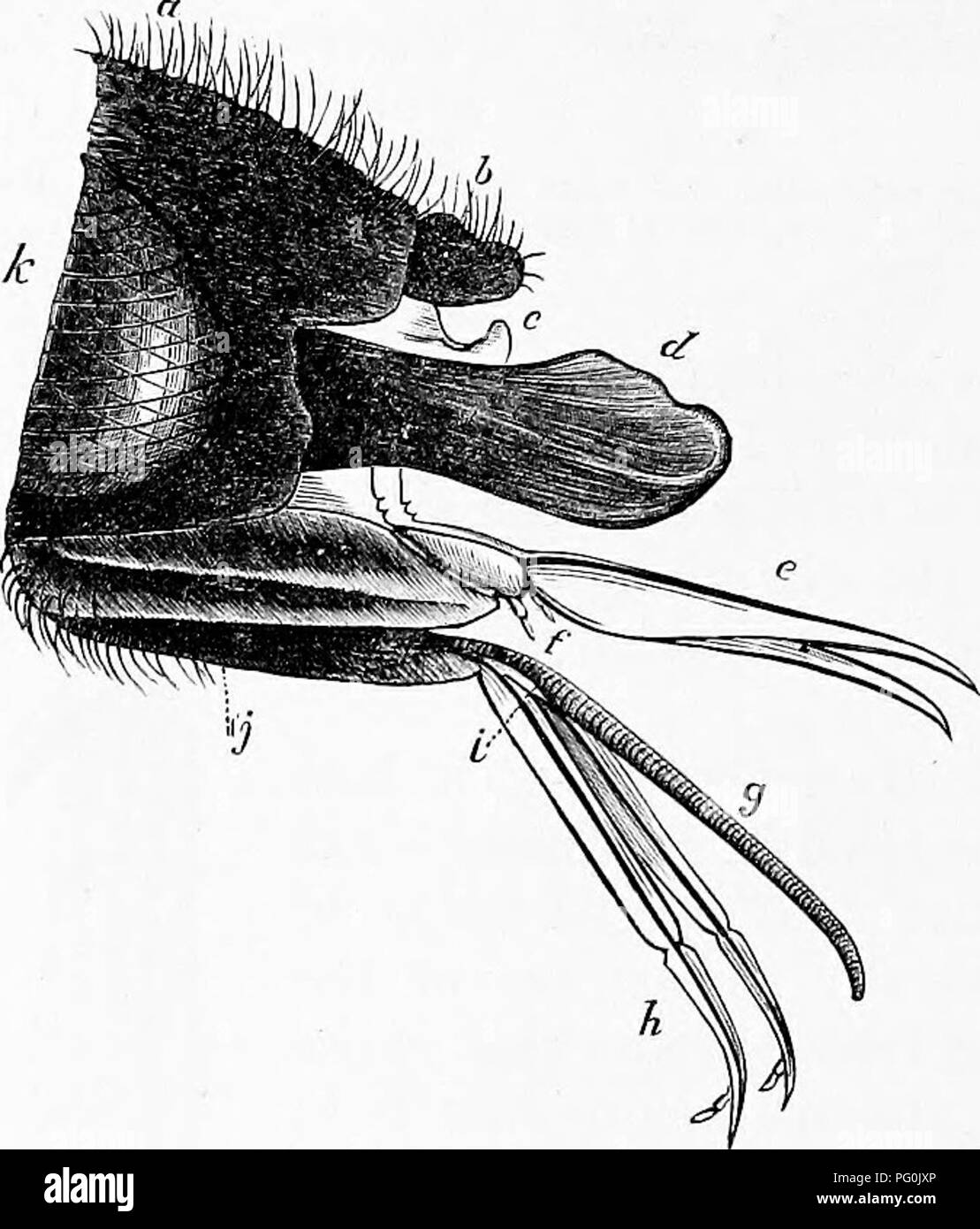 . Zoology : for students and general readers . Zoology. 380 ZOOLOGY ...