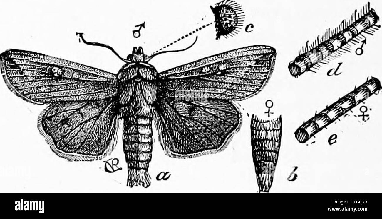 Clothes moth larva hires stock photography and images Alamy