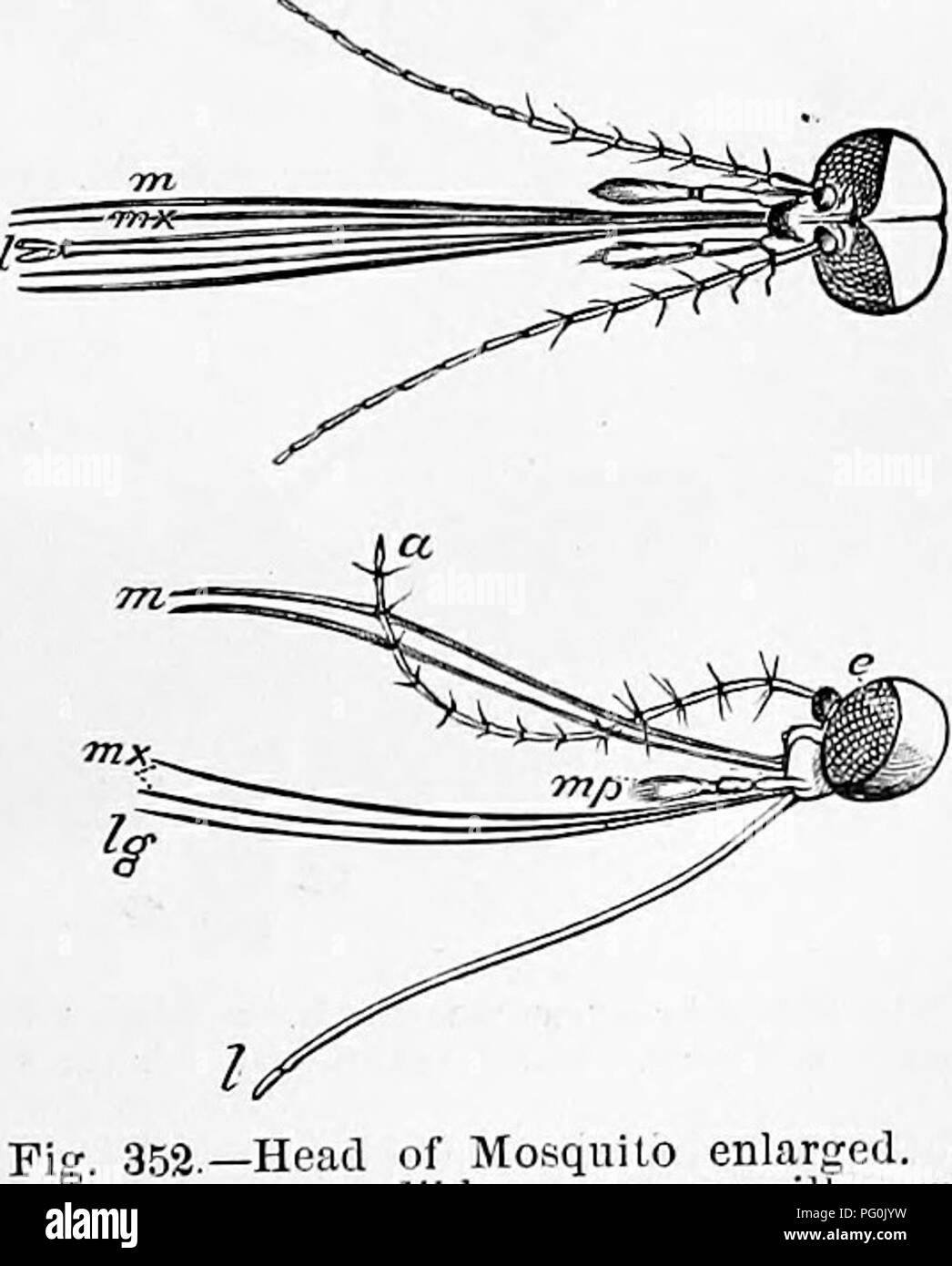 . Zoology : for students and general readers . Zoology. Fig. 351.—A, larva ; c, its respiratory tube. B, pupa ; d, respiratory tube, a, two paddles at the end of the body.. 352.—Head of Mosquito enlarged, n, antefmoB ; m, mandibles ; mx, maxilla ; mp, maxillary palpi; Ig, labium.. Please note that these images are extracted from scanned page images that may have been digitally enhanced for readability - coloration and appearance of these illustrations may not perfectly resemble the original work.. Packard, A. S. (Alpheus Spring), 1839-1905. New York : Henry Holt Stock Photo