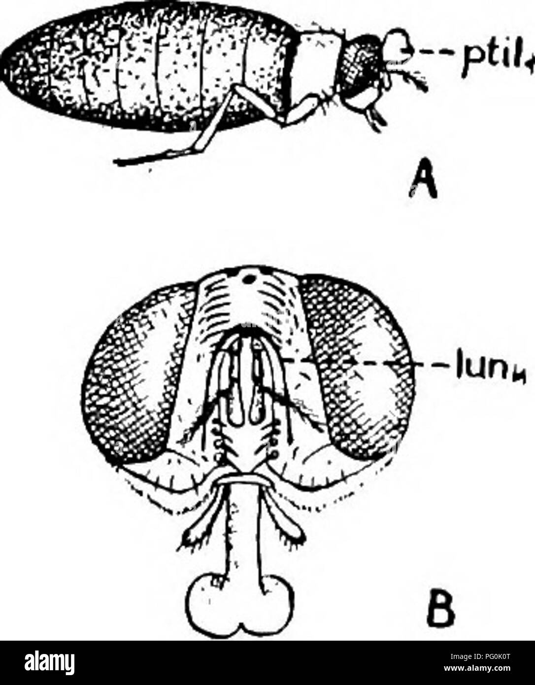 . Animal parasites and human disease. Medical parasitology; Insects as carriers of disease. Fig. 209. Types of pupal cases, showing manner 6f emer- gence of adults. A, empty case of blowfly, typical co-arctate pupa of Cyclorrhapha; B, empty case of mosquito, typical ob- tected pupa of Orthorrhapha. Fig. 210. A, &amp;y emerg- ing from pupal case, show- ing bladder-like ptilinium (ptil.) by means of which the end of the case is pushed off; B, face of fly showing scar or lunule (lun.) left by drying up of ptilinium. (After Alcock.) cuticle, and is often capable of considerable activity; from this Stock Photo