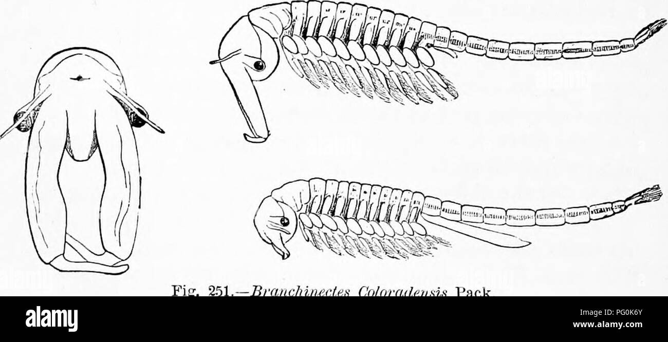 . Zoology : for students and general readers . Zoology. Fig. 250.—Thnninocephalus X)latyurus,mie,i-&amp;n-a. size, side and front view, a, head of the female ; 6, end of tlie body of ttie female, showing the ovisac. They may often be seen swimming about in pairs, as in Fig. 353. This sf)ecies has a Nauplius young like that of. Branchifwcleb- Coloradai^iU Paclv. the brine-shrimp of Europe (Fig. 249 l). It is a signifi- cant fact, bearing on the question of the origin of species, that, according to Schmankiewitsch, Artemia may change its. Please note that these images are extracted from sc Stock Photo