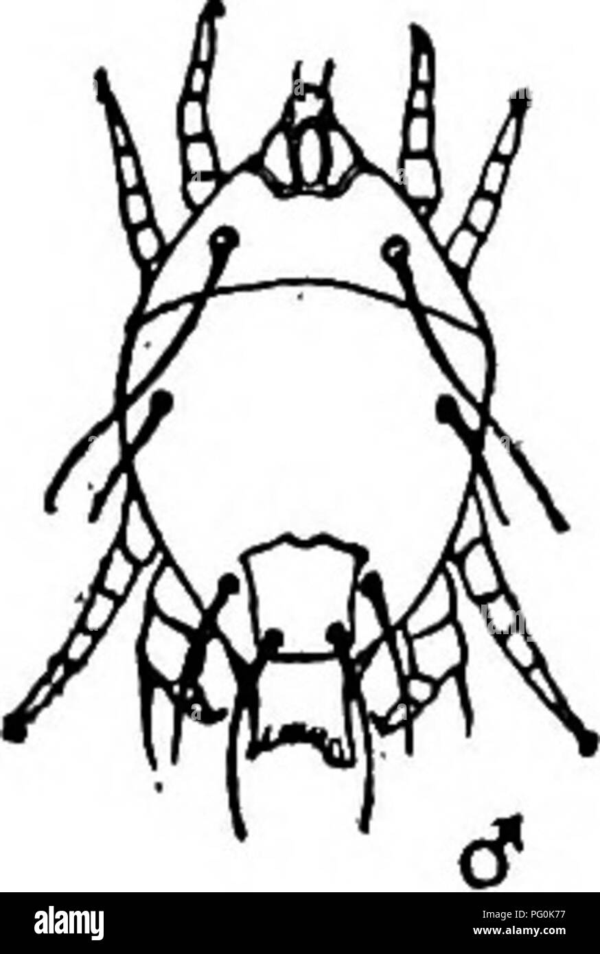 . Animal parasites and human disease. Medical parasitology; Insects as carriers of disease. LOUSE-MITE 337 armpits or on the genitals, is at first painless and unnoticed, but the mite remains attached at the wound from one to three days before dropping to the ground to transform to the nymphal stage. The bite of the mite is said to develop into a tiny sore or inflamed spot in the region of which the lymph glands become swollen and painful and flood fever follows. The nymphs and adults of this mite have.recently been found by Nagayo and his fellow-workers in Japan. The transmission of kedani by Stock Photo