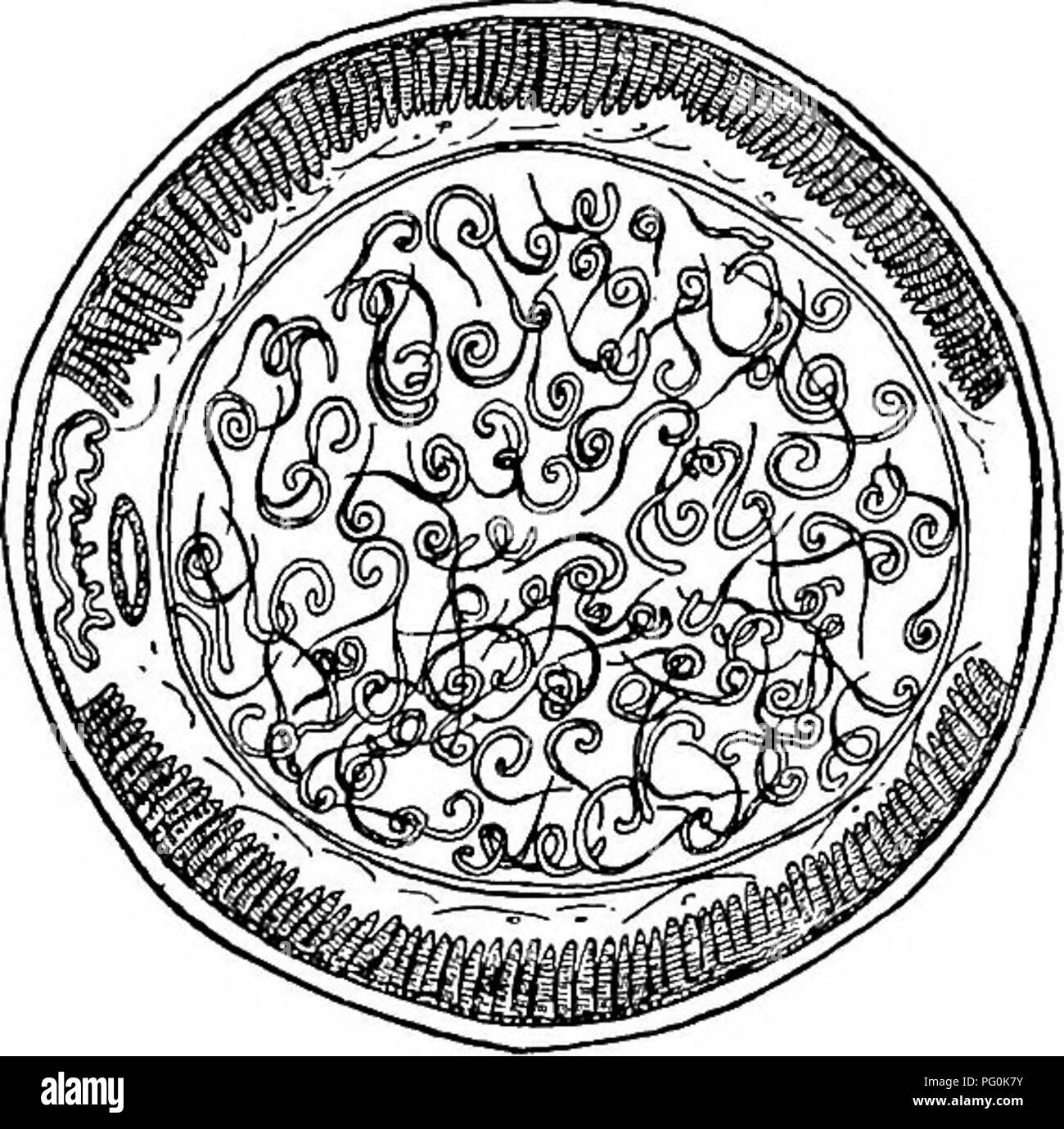 Black And White Inch Worm