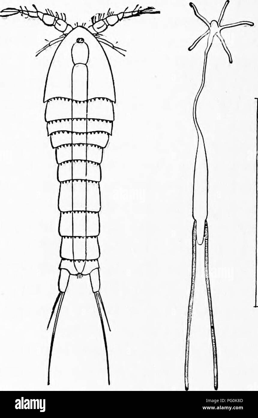 . Zoology : for students and general readers . Zoology. â Fig. 237.âIntestine and testis (t) of a copepod {PUnroma), side view, oe, oesophagus ; y, stomach ; A, blind sac leading from the stomach ; i, intes- tine; c, heart; ^)rf, coiled vas deferens.âAfter Glaus, from Gegenbaur. In Lerneonema radiata Steenstrup and Liltken (Fig. 239), we find the lowest term in the series of degradational forms of this order. The mouth-parts are here converted into five roots, radiating from the head ; the body is not segmented, and ends in two long egg- masses. In Penella (Fig. 241) the body is cord- like, bu Stock Photo