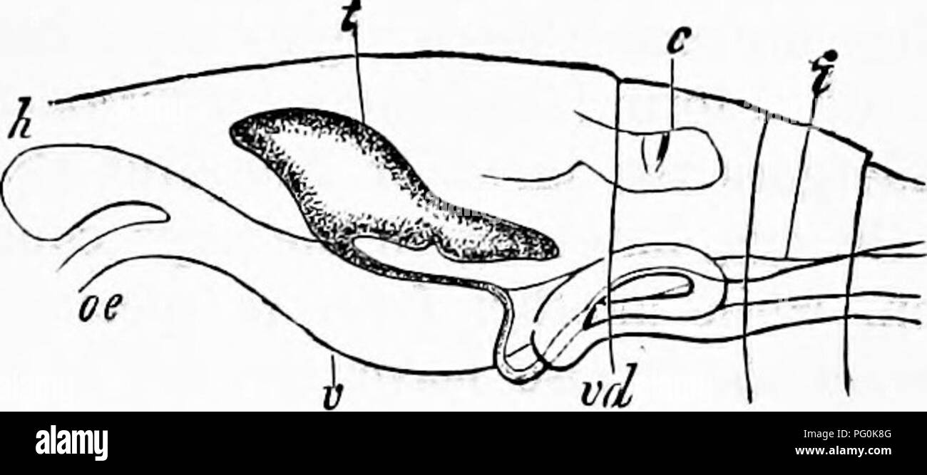 . Zoology : for students and general readers . Zoology. 298 ZOOLOGY.. â Fig. 237.âIntestine and testis (t) of a copepod {PUnroma), side view, oe, oesophagus ; y, stomach ; A, blind sac leading from the stomach ; i, intes- tine; c, heart; ^)rf, coiled vas deferens.âAfter Glaus, from Gegenbaur. In Lerneonema radiata Steenstrup and Liltken (Fig. 239), we find the lowest term in the series of degradational forms of this order. The mouth-parts are here converted into five roots, radiating from the head ; the body is not segmented, and ends in two long egg- masses. In Penella (Fig. 241) the body is  Stock Photo