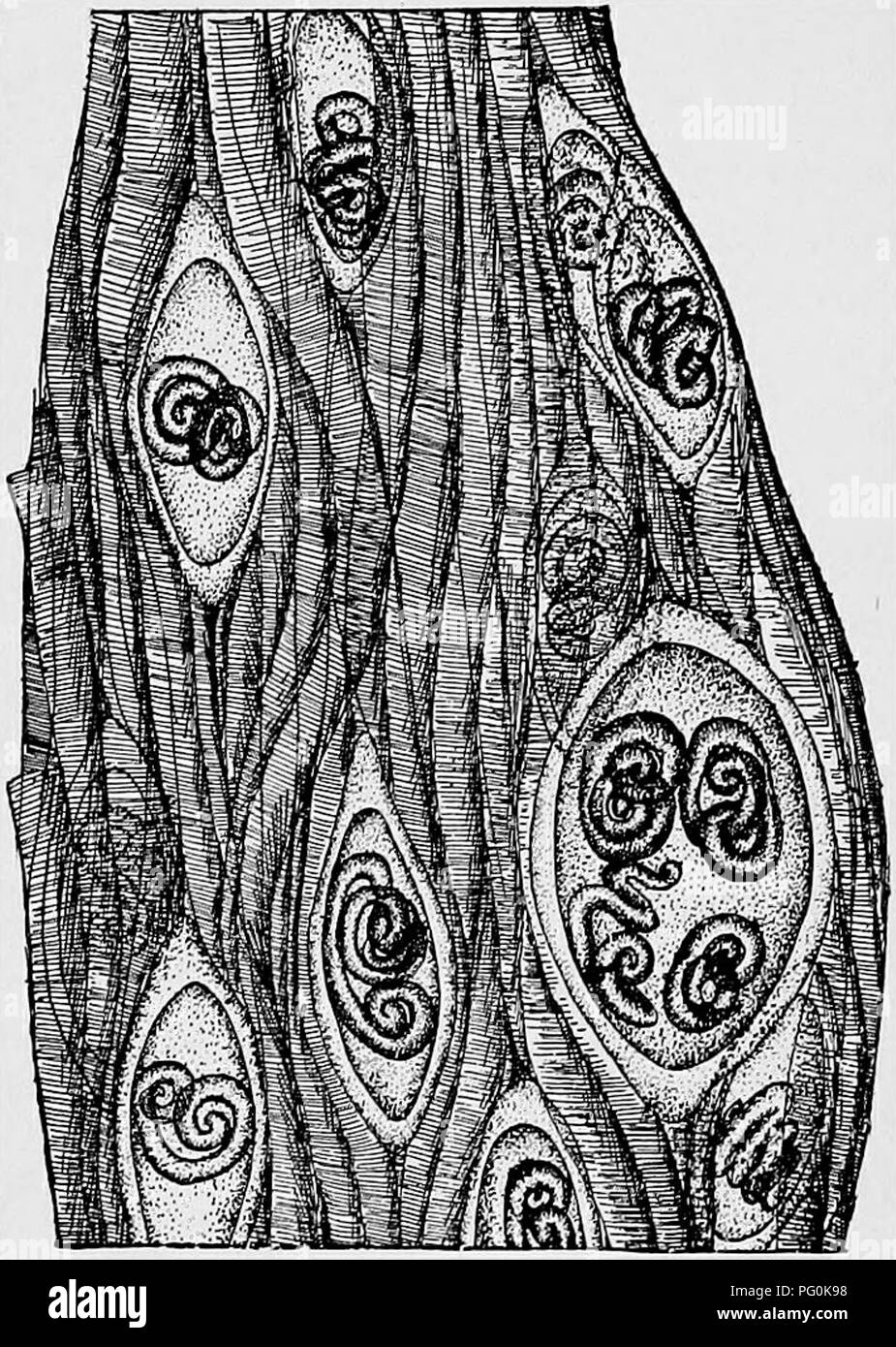 Pork Insect This text discusses the role of insects as vectors for diseases ...