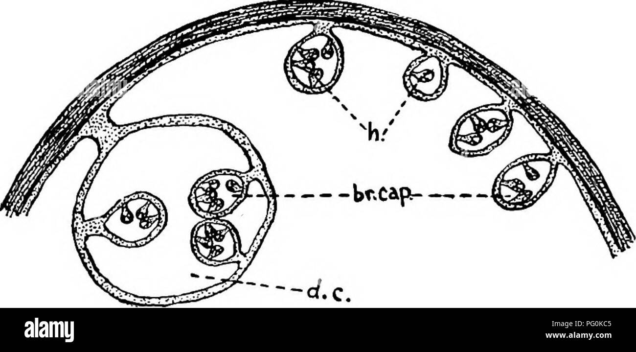 . Animal parasites and human disease. Medical parasitology; Insects as carriers of disease. DEVELOPMENT OF HYDATIDS 249 vesicles or brood capsules, on the inner surface of which in turn there grow a number of little heads or scoleces. Each of the heads has the power ultimately to grow into an adult worm. As there may be a dozen or more of the scolex-bearing brood cap-. FiG. 95. Diagram of portion of small Echinococcus cyst showing daughter cyst (d.c), brood capsules (br. cap.) and invaginated heads (h.). x about 5. sules in a single hydatid, and from six to 30 heads in a single vesicle, the nu Stock Photo