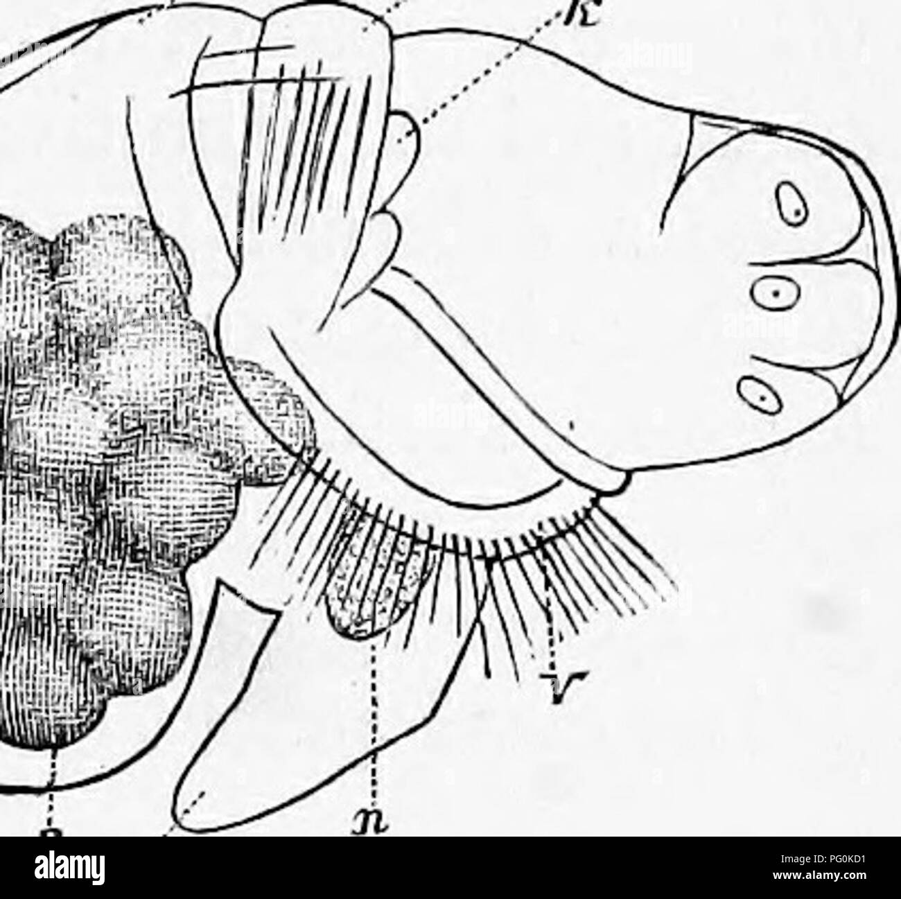. Zoology : for students and general readers . Zoology. Pig. 'iSO.—Furpnra, and Its egg capsules, the latter enlarged.— After Morse. Fis. 191.. &gt;A». r Fig. 198. Fig. yi.—Calyptroia striata, natural size.—After Morse. Fig. 193.—Veliger of Calyptrma. /, foot; ti, velum ; m, mouth ; ce, ectoderm ;'«, mesoderm.—After Salensky. Fig. 19.3.—Veliger of Calyptrma farther advanced, m, mantle ; v, velum ; /, foot; h, larval heart; n, permanent; *, primitive kidney; s, crosses the shell and rests on the yolk.—After Salensky. According to Salensky, after segmentation of the yolk into eight cells the fi Stock Photo