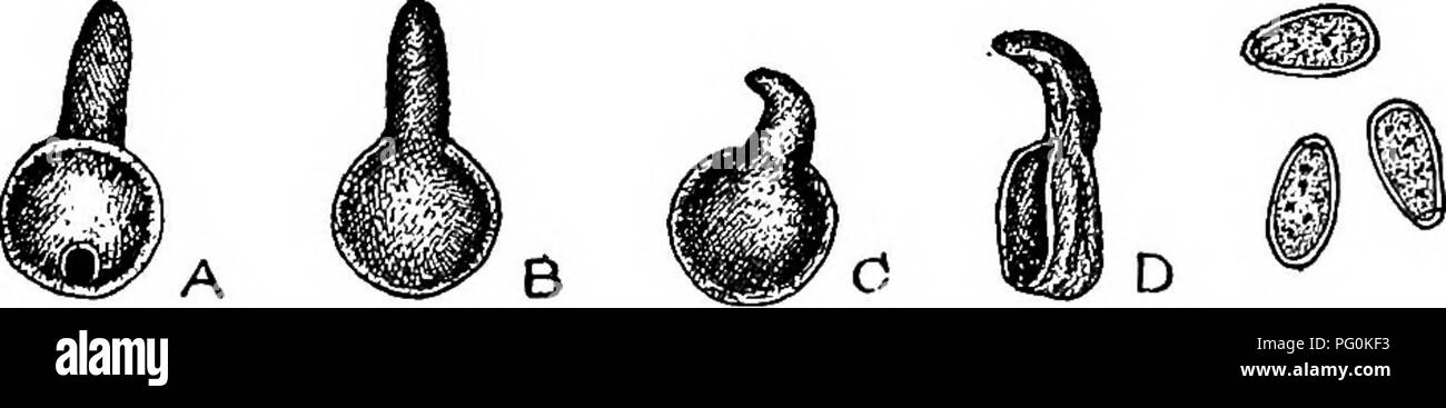 . Animal parasites and human disease. Medical parasitology; Insects as