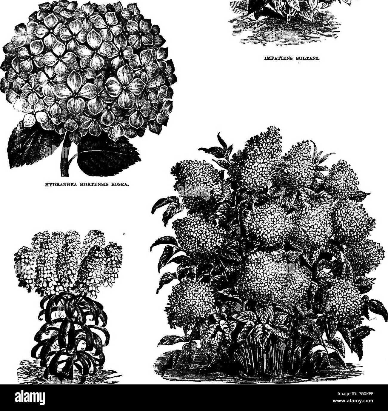 . Henderson's Handbook of plants and general horticulture. Gardening; Botany. IBEBIS EXBEIUA NANA (DWABF CiSDYTUn),. HYDRANGEA HOKTENMIB ROSEA.. Please note that these images are extracted from scanned page images that may have been digitally enhanced for readability - coloration and appearance of these illustrations may not perfectly resemble the original work.. Henderson, Peter, 1822-1890. New York, P. Henderson &amp; Co. Stock Photo