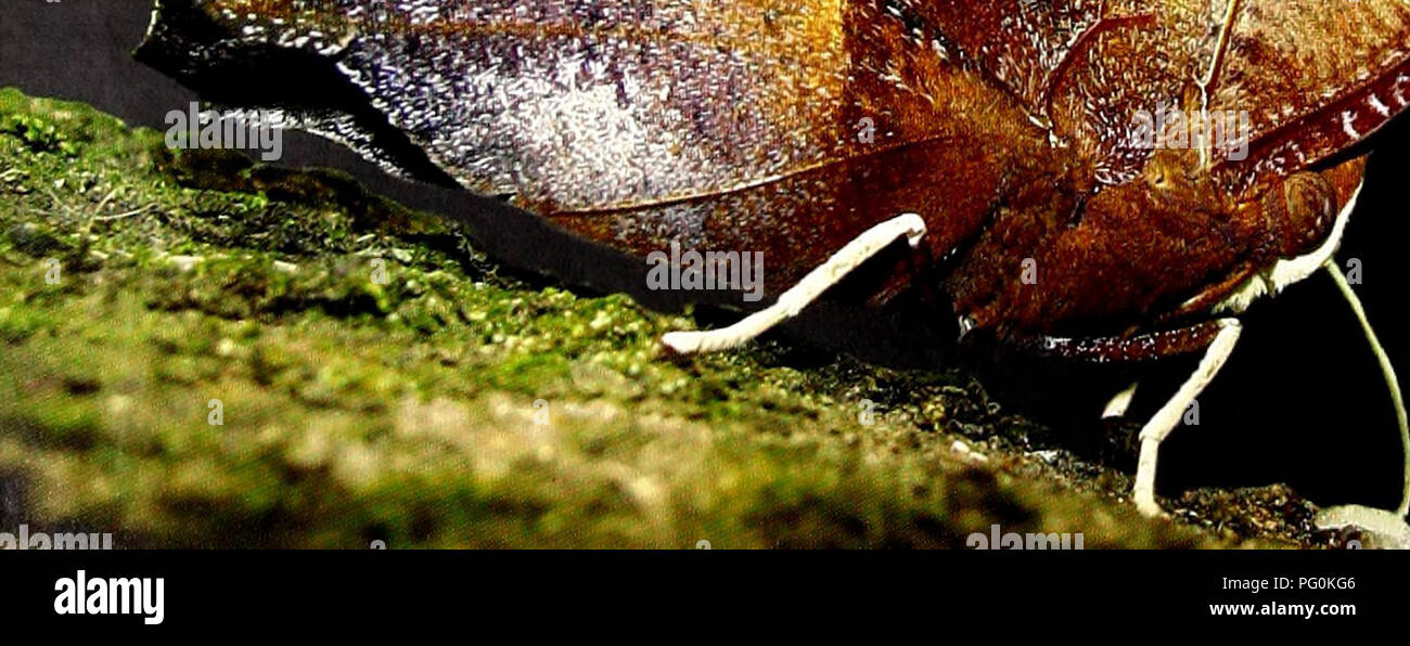 . Cuba : Camagüey, Sierra de Cubitas. Natural history; Ecological assessment (Biology); Wildlife conservation. FIG.5C La población de Tocororos {Priotelus temnurus) es inusualmente densa en la Sierra./ The population of the endemic Cuban Trogon {Priotelus temnurus) is remarkably dense in the Sierra. FIG.5B Registramos 40 especies de anfibios y reptiles; 5 de ellos constituyen nuevos registros y 32 son endémicas cubanas (incluyendo Bufo peltacephalus)./ We registered 40 species of amphibians and reptiles; 6 are new records for the localities and 32 are endemic to Cuba (including Bufo peltacepha Stock Photo