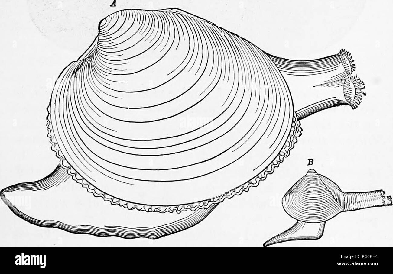 . Zoology : for students and general readers . Zoology. Fig. 169. Fia. 170. Fig. 169.—MytUus edulis, common mussel, with its siphons expanded, and ancliored by its byssiis.—After Morse. Fig. 170.—Cyclocardia ;wya?^g'/^te, nattiral size.—After Morse. The foot in the quohog (Fig. 171 A, Venus mercenaria), Mulinia (171 E) and Ciidiophora (Fig. 172) is large, these. Fig. 171 A.— Venus mercenaria, quohog, natural size, with the foot and siphons. Fig. 171 B.—Maclra {Mulinia) lateralis, natural size.—After VerriU. mollusks being very active in their movements. In Glyci- meris (Fig. 173) the fringe is Stock Photo