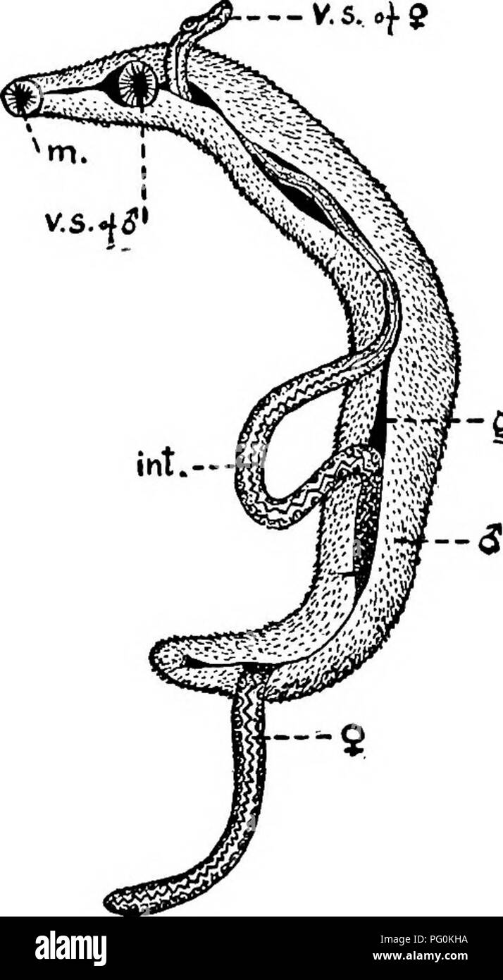 Schistosoma hi-res stock photography and images - Alamy
