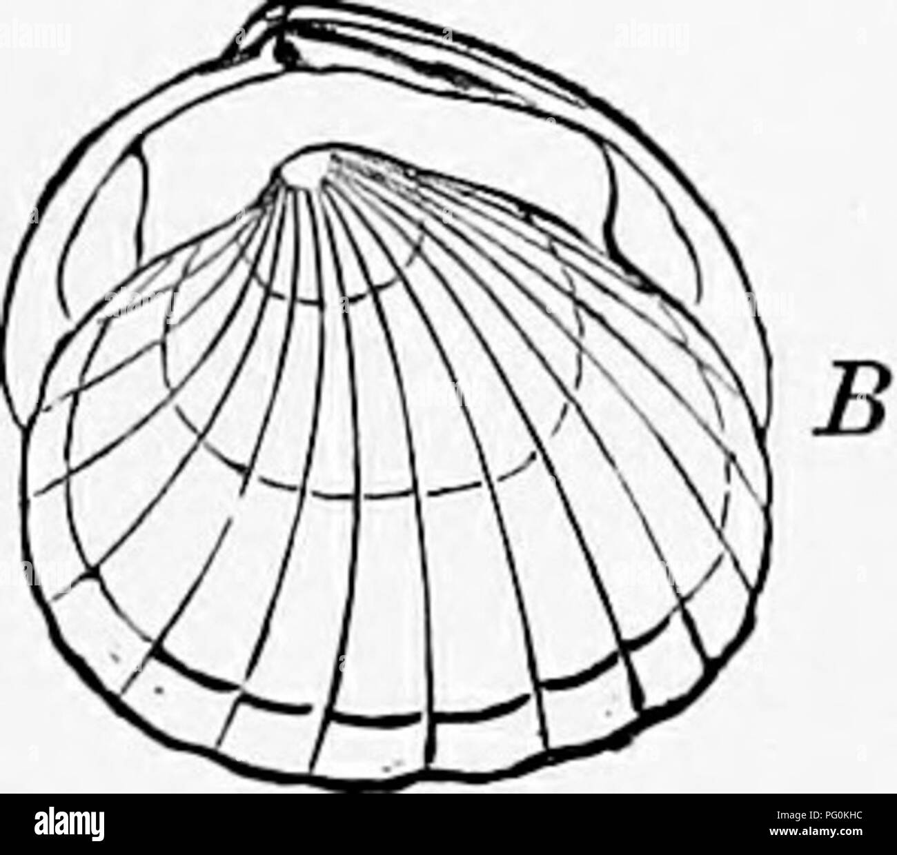 . Zoology : for students and general readers . Zoology. Fig. 169. Fia. 170. Fig. 169.—MytUus edulis, common mussel, with its siphons expanded, and ancliored by its byssiis.—After Morse. Fig. 170.—Cyclocardia ;wya?^g'/^te, nattiral size.—After Morse. The foot in the quohog (Fig. 171 A, Venus mercenaria), Mulinia (171 E) and Ciidiophora (Fig. 172) is large, these. Please note that these images are extracted from scanned page images that may have been digitally enhanced for readability - coloration and appearance of these illustrations may not perfectly resemble the original work.. Packard, A. S. Stock Photo