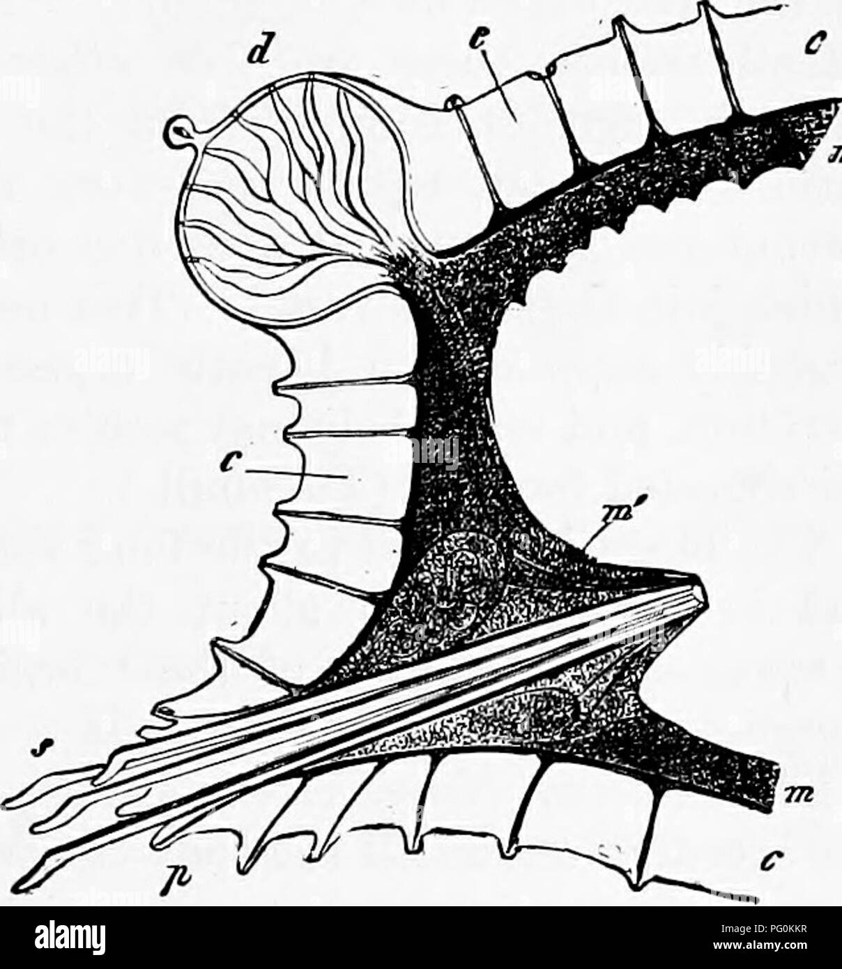 . Zoology : for students and general readers . Zoology. ANATOMY OF NEREIS VIRENS. 331 lands, bringing the subsoil to the surface and allowing the air to get to the roots of plants, they occasionally injure young seedling cabbage, lettuce, beets, etc., drawing them during the night into their holes, or uprooting them. The next and highest type of Annulata is the common sea-worm of our coast. Nereis virens Sars. It lives between tide-marks in holes in the mud, and can be readily obtained. The body, after the head, eyes, tentacles and bristle-bearing feet have been carefully studied, can be opene Stock Photo