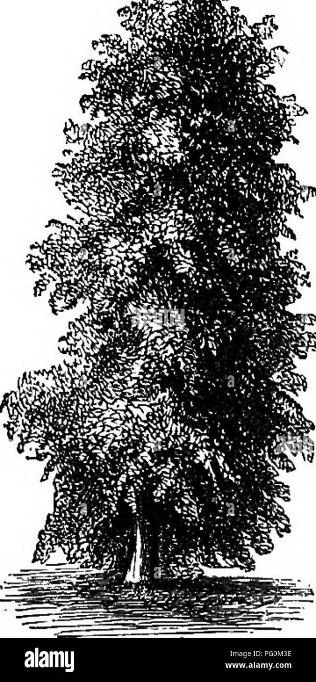 Hardy deciduous shrubs of china Black and White Stock Photos & Images ...
