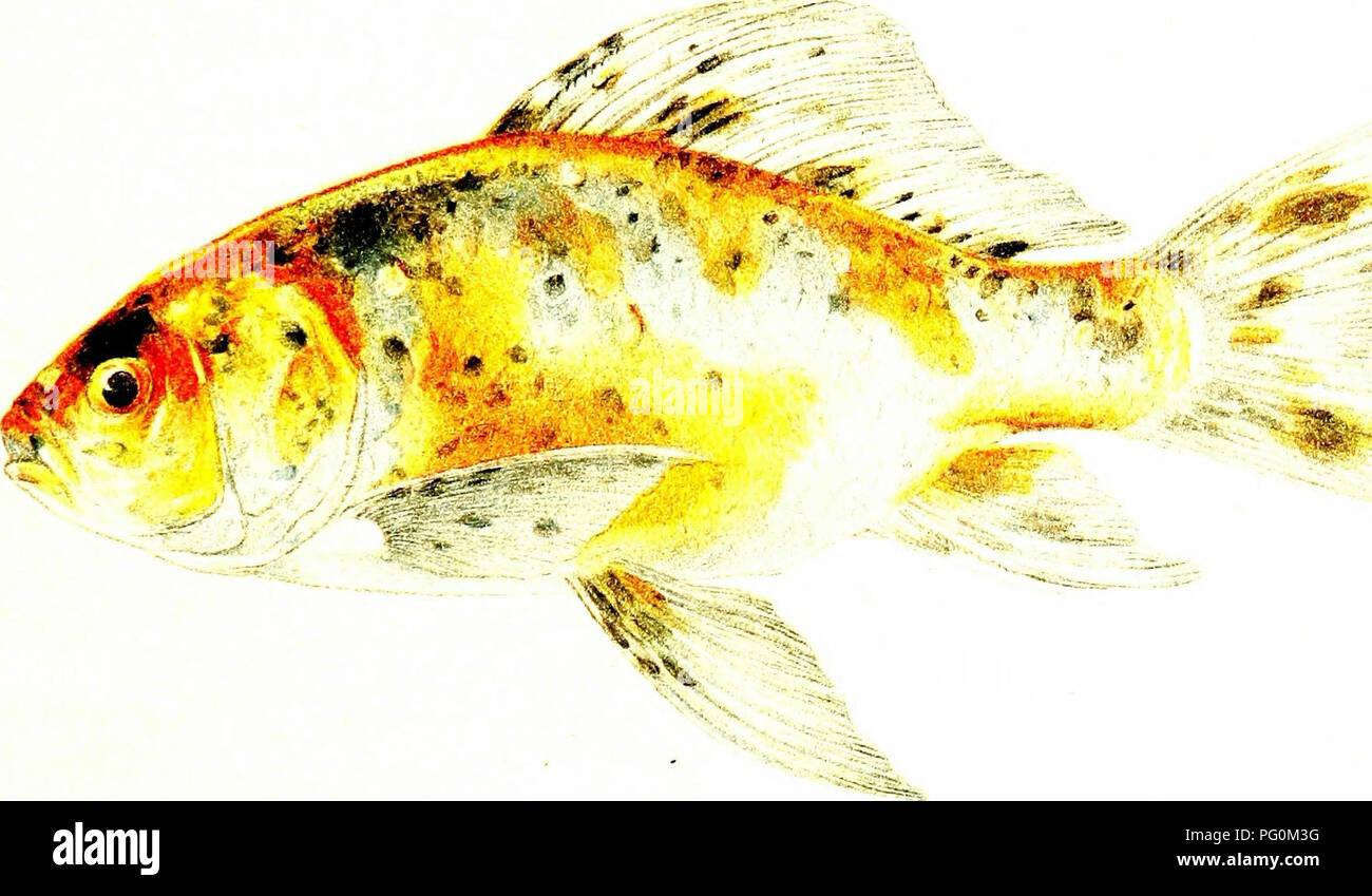 . Japanese goldfish, their varieties and cultivation; a practical guide to the Japanese methods of goldfish culture for amateurs and professionals. Goldfish. •JS^Sr ^—^j. i„-;*^=a-. &quot;^Ws^ T^-HE SHUBUXKIX Speckled Goldfish %;,TrRAL SIZE C0PVK3.-.I.T, .9&quot;9. B^-. Please note that these images are extracted from scanned page images that may have been digitally enhanced for readability - coloration and appearance of these illustrations may not perfectly resemble the original work.. Smith, Hugh McCormick, 1865-1941. Washington, W. F. Roberts Company Stock Photo