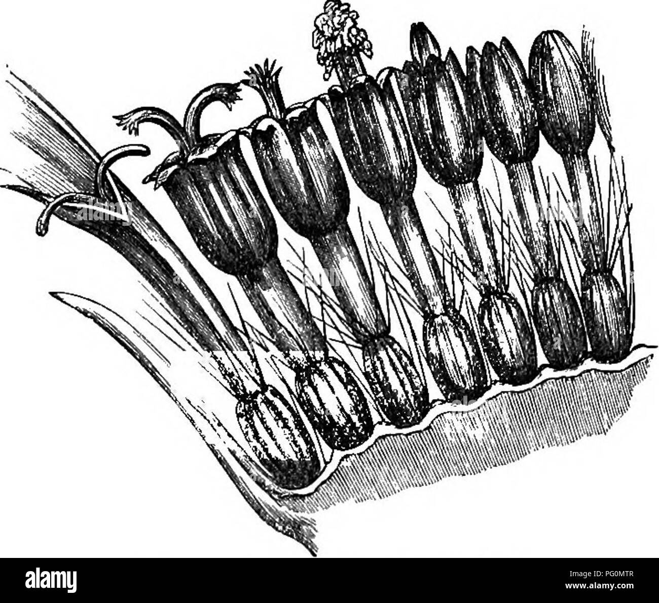 Bees Function This book provides a detailed examination of the honey bee, focusing on ...