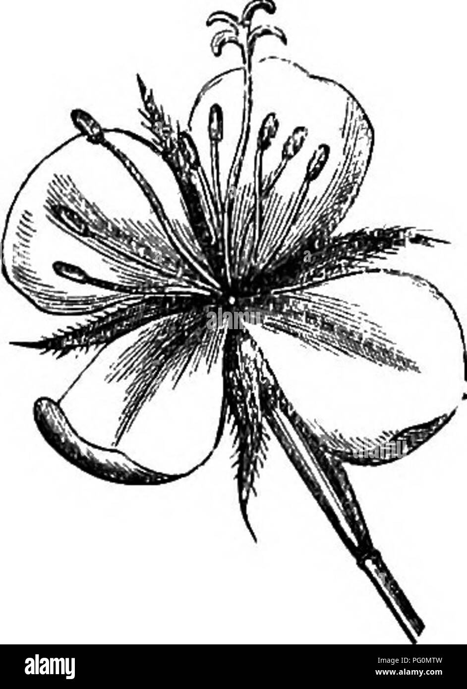. The honey-bee; its nature, homes and products. Bees. Fig. 70.—Epilobium Angustifolium. Fig. 71.—Epilobium Angustifolium. (Young bloom.) (Old bloom.) Passing next to cases in which the stamens and pistils of the same flower come to maturity at dif- ferent times, so as to make cross-breeding a neces- sity, we may mention first some plants in which the pollen ripens before the stigma is ready to receive it. We have such a condition of things in the willow- herb, or epilobium tribe. The pretty pink blossoms of a large variety of this genus are to be found, in summer, along the banks of brooks an Stock Photo