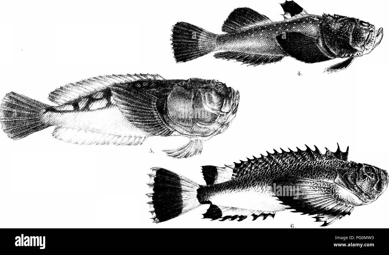 . The fishes of India; being a natural history of the fishes known to inhabit the seas and fresh waters of India, Burma, and Ceylon. Fishes. GHFord del Suzim lith Murtem Bros imp 1 CYBIUM GUTTATUM (yOUNG). 2, ELACATE NIGRA. 4. URAN0SC0PU3 MARMORATUS. 5, ICHTHYSCOPUS INERME. , ECHENEIS BPACHYPTERA 6, PSEUDOSYNANCEIA MELAIn^O STIGMA.. Please note that these images are extracted from scanned page images that may have been digitally enhanced for readability - coloration and appearance of these illustrations may not perfectly resemble the original work.. Day, Francis, 1829-1889. London, B. Quaritch Stock Photo