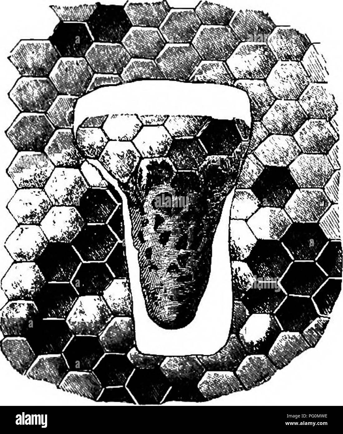 Honey Bee Queen Marking Pen - White, Dadant & Sons 1863