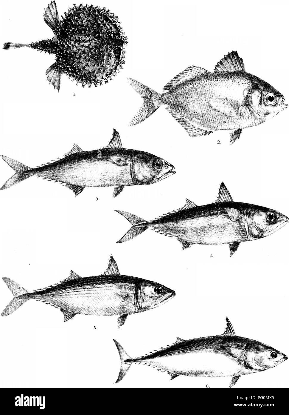 . The fishes of India; being a natural history of the fishes known to inhabit the seas and fresh waters of India, Burma, and Ceylon. Fishes. Day's Fishes of India Plate LIV.. G.H.Ford del Suzinx liih 1 HALIEUT^A STELLATA, 2 , PSENES INDICUS. 3, SCOMBER MICROLEPIDOTUS I YOUNC) 4., S.MICROLEPIDOTUS (MIDDLE AGE). 5, S MICROLEPIDOTUS , ADULT), 6, THYNNUS THUNHINA MmteiTi Bios imp. Please note that these images are extracted from scanned page images that may have been digitally enhanced for readability - coloration and appearance of these illustrations may not perfectly resemble the original work.. Stock Photo