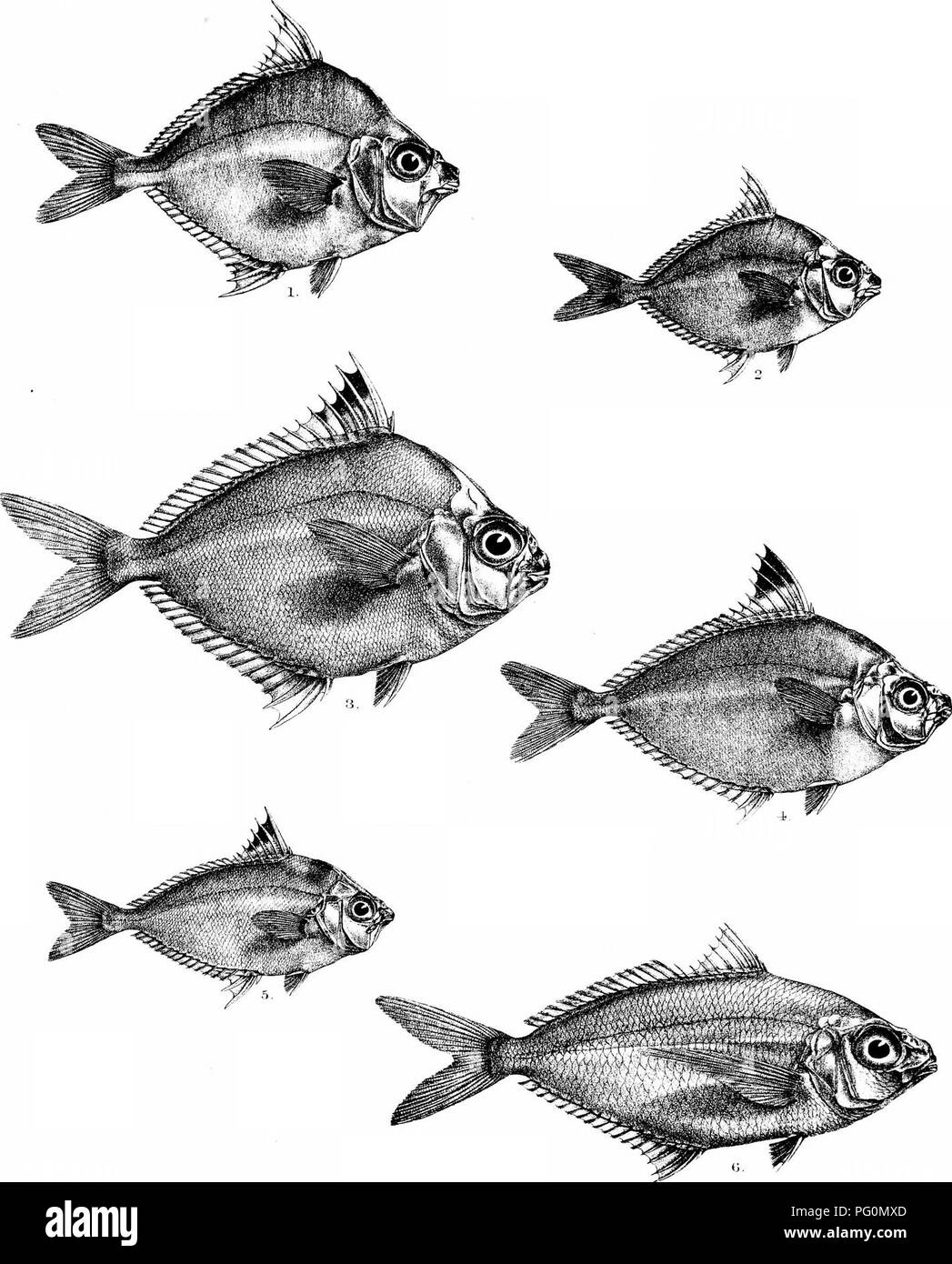 . The fishes of India; being a natural history of the fishes known to inhabit the seas and fresh waters of India, Burma, and Ceylon. Fishes. Day's F:shes of India. Plate Ll[. UHFold del .TRKmglitK f*litcT.. B, ],EO,UULA EDENTULA, 2 , E. DUSSUMIERL 3 , E. SPLENDEUS . 5, E BLOCHII. 6 , PENTAPRIOIl LONGIMANUS 4,E DAURA.. Please note that these images are extracted from scanned page images that may have been digitally enhanced for readability - coloration and appearance of these illustrations may not perfectly resemble the original work.. Day, Francis, 1829-1889. London, B. Quaritch Stock Photo