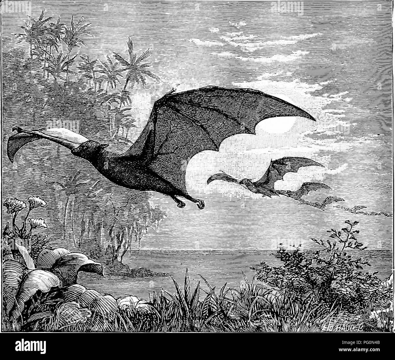 From North pole to equator: studies of wild life and scenes in many lands. Animal behavior; Birds; Tundras; Ethnology; Birds. THE MIGRATIONS OF MAMMALS. 251 migrate during their waking time, namely, From North pole to equator: studies of wild life and scenes in many lands. Animal behavior; Birds; Tundras; Ethnology; Birds. THE MIGRATIONS OF MAMMALS. 251 migrate during their waking time, namely,