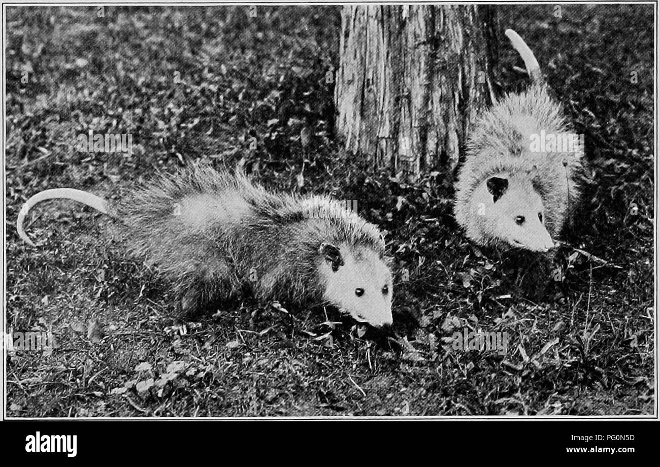 . The American natural history; a foundation of useful knowledge of the higher animals of North America. Natural history. 190 POUCHED MAMMALS North American representative is about as widely known as all the tropical species combined. The Virginia Opossum^ is a typical marsupial, but differs widely from all the Australian members of that Order.. VIRGINIA OPOSSUMS. Seemingly it is a dull-witted, slow-moving creature, and so ill- fitted by Nature either to fight or to run away, that it might be considered almost defenceless. But let us see what use this odd little animal makes of the physical an Stock Photo