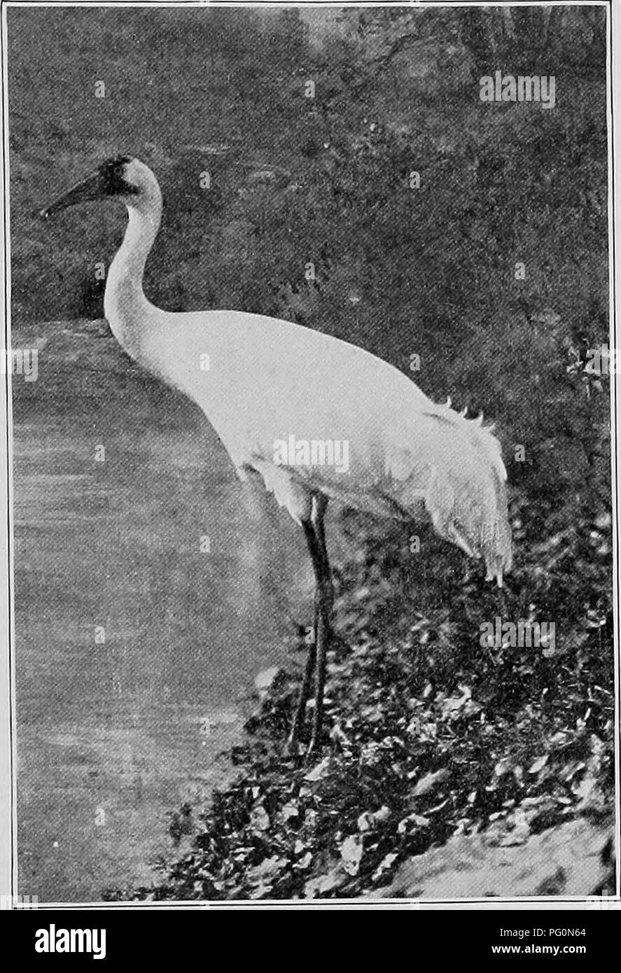 . The American natural history; a foundation of useful knowledge of the higher animals of North America. Natural history. THE WHOOPING CRANE'S TRUMPET CALL 141 A living full-grown Whooping Crane stands 4 feet 3 inches high. Its name is due to its wonderfully clear, powerful and trumpet-like call, which is uttered with the beak pointing. N. Y. Zoological Park. WHOOPING CKANE. straight upward. When properly delivered, the crane's call consists of two notes, an octave apart, one following the other so closely that there is no interval, thus: &quot;Quah-KEE-E- E-oo!&quot; I beheve that a Crane's t Stock Photo