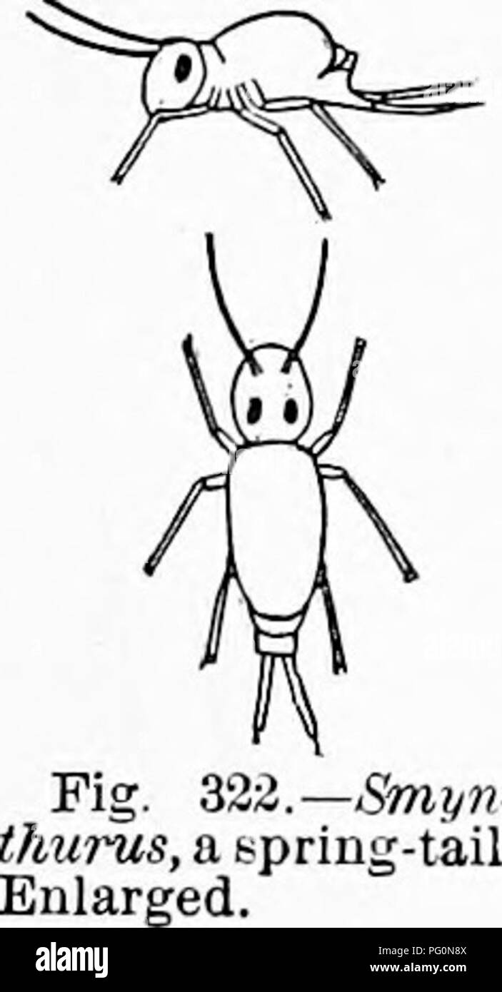 Three pairs of jointed legs Black and White Stock Photos & Images Alamy