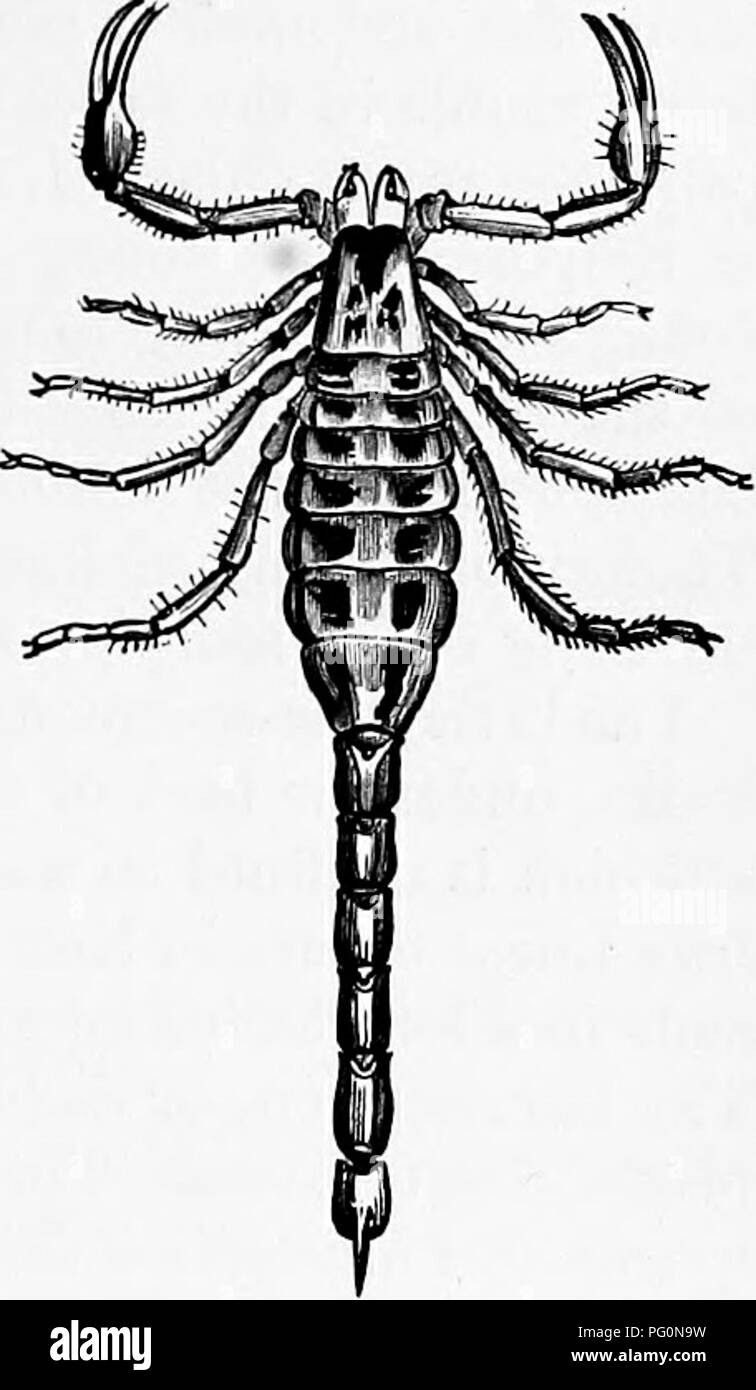 . Zoology : for students and general readers . Zoology. Fig. 317.— Milnesivm tardigradum, X 120 times. Z, mouth-parts ; 6, alimen- tary canal; cm, ovary.—After Doyere. Fig. 318.—Carolina scorpion (Buthus Caroliniarms). Natural size. The lowest mites comprise remarkable worm-like Acarina, called Lingiiatulina. The young are mite-like, the body spherical, with boring jaws, and two pairs of short-clawed feet. Pentas- toma (Fig. 316) occurs in the lungs and liver of man, and in horses and sheep. The Tardigrada or bear animal- cules (Fig. 317) are a step higher in the scale of mite life. In.these s Stock Photo