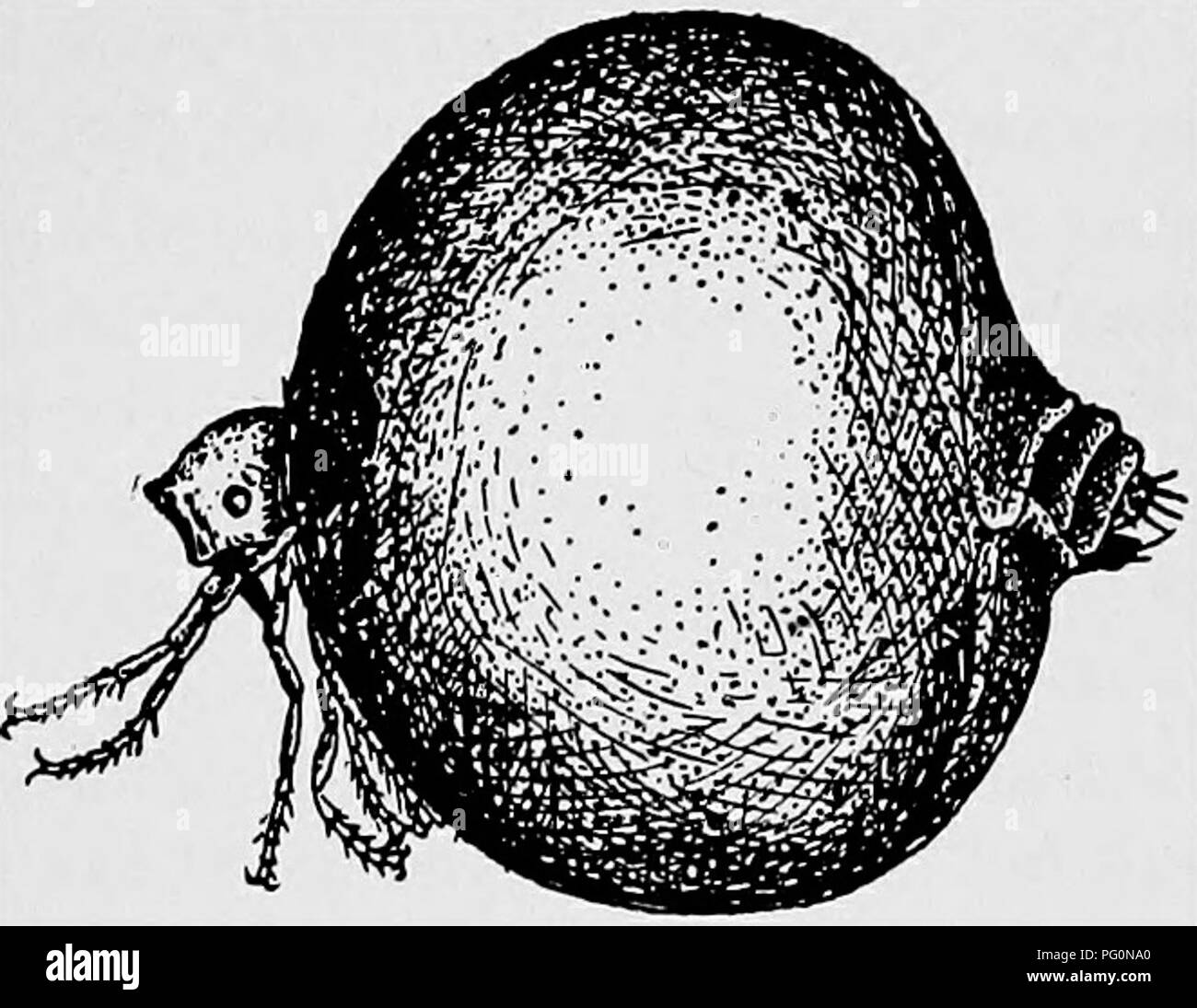 Chigger hi-res stock photography and images - Alamy
