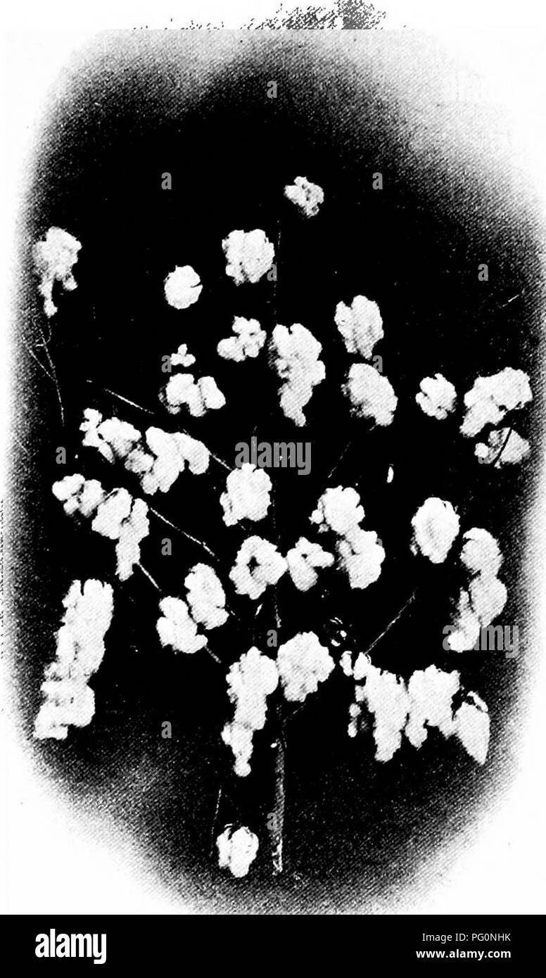Cotton field crops harvest Black and White Stock Photos & Images - Alamy