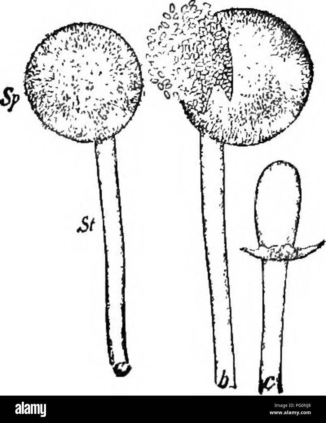 . Beginners' botany. Botany. STUDIES IN CRYPTOGAMS 189. Fig. 274. — MucoR. , sporangium; 3, sporangium bursting; c', columella. delicate stalk, the sporangiophore. The stalk is separated from the sporangium by a wall which is formed at the base of the spo- rangium. This wall, however, does not extend straight across the thread, but it arches up into the sporangium like an inverted pear. It is known as the col- umella, c. When the sporangium is placed in water, the wall immediately dissolves and allows hundreds of spores, which were formed in the cavity within the sporangium, to escape, b. All  Stock Photo
