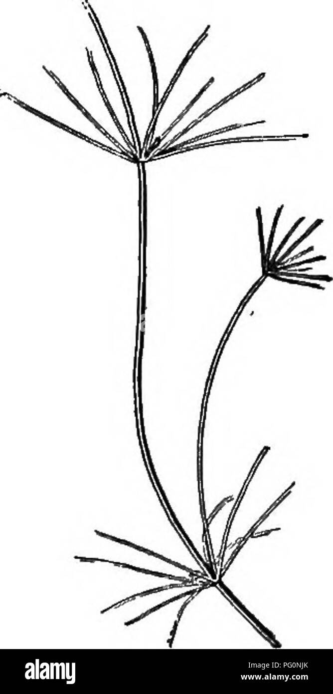 . Beginners' botany. Botany. Flo. 269. — Fucus. Fruiting branches at s, s. On the stem are-two air-bladders.. Fig. 270. — NiTELLA. Nitella.—This is a large branched and specialized fresh-water alga found in tufts attached to the bottom in shallow ponds (Fig. 270). Between the whorls of branches are long internodes consisting of a single cylindrical cell, which is oiie of the largest cells known in vegetable tissue. Under the microscope the walls of this cell are found to be lined with a layer of small stationary chloroplastids, within which layer the protoplasm, under favorable circumstances,  Stock Photo