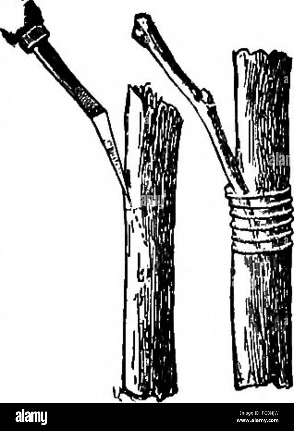 . The nursery-book; a complete guide to the multiplication of plants ... Gardening; Plant propagation. 112. Veneer-graft (xj^). mental work, because the stock is no at all injured by a failure, and can be' used over again many times, perhaps even in the same season ; and the ma- nipulation is simple, and easily acquired by inexperienced hands. Side-grafting.—There are various methods of inserting a cion into the side of a stock without cutting ofT the stock. One of the best styles is shown in Fig. 113. The example upon the right shows the cion set into an oblique cut in the stock, and that upo Stock Photo