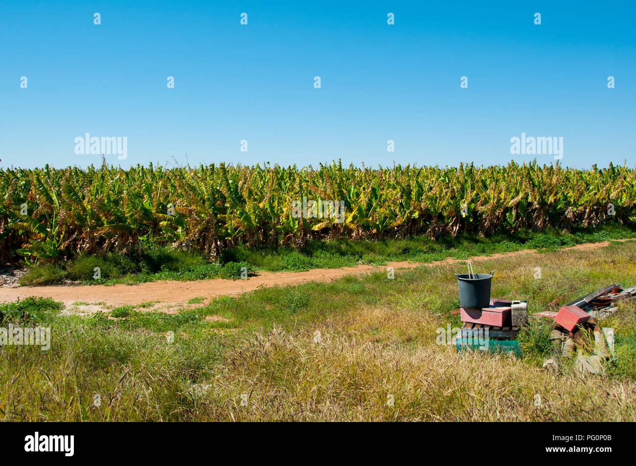 Banana Plantation Carnarvon Australia Stock Photo Alamy