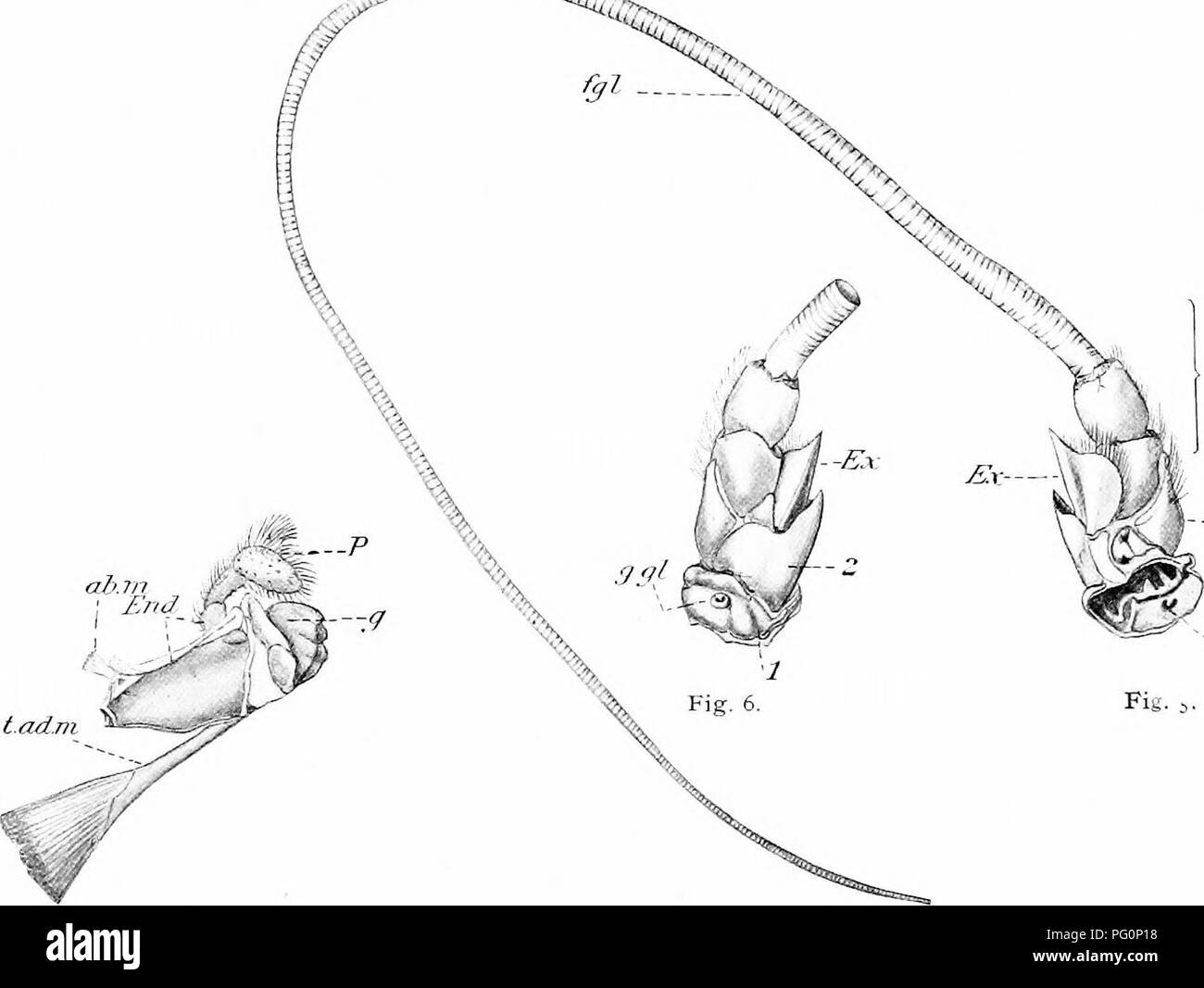 . Natural history of the American lobster... Decapoda (Crustacea