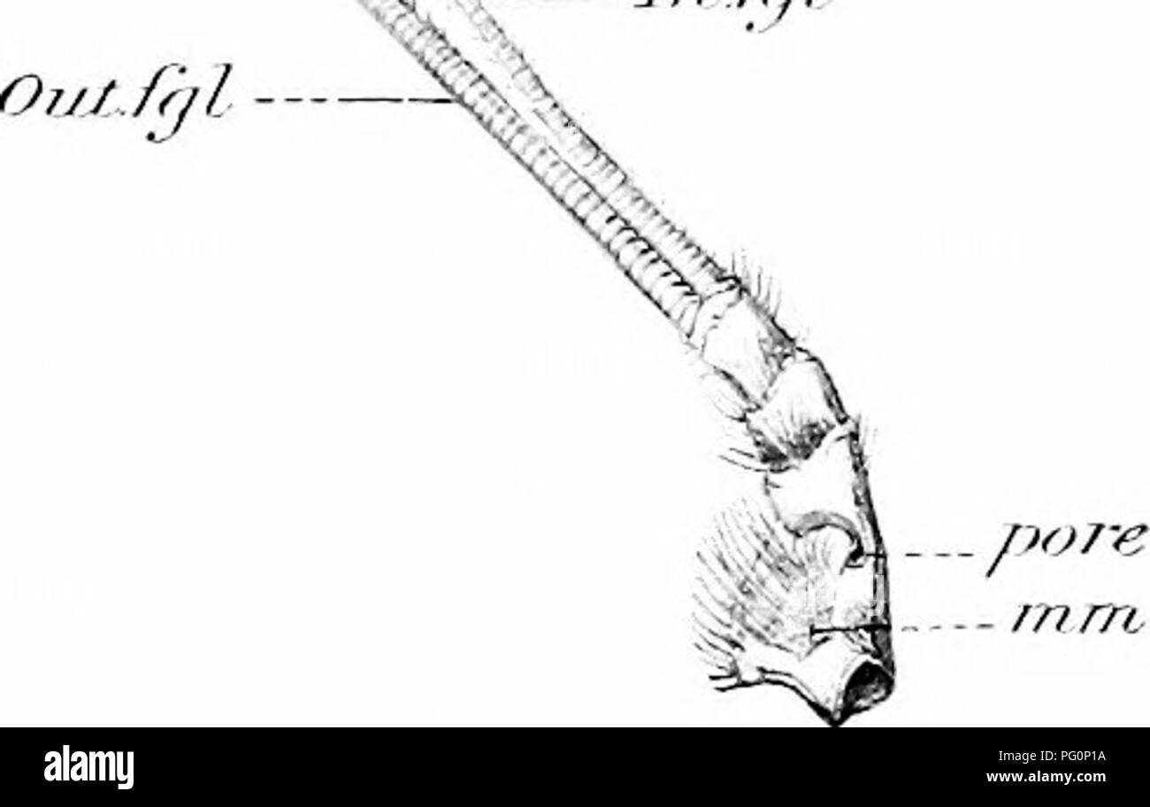 Natural History Of The American Lobster Decapoda Crustacea Lobster Fisheries i L U S B F 1909 Plate Xxxv Cor 2 1 Fie Llzht Fig A Y A