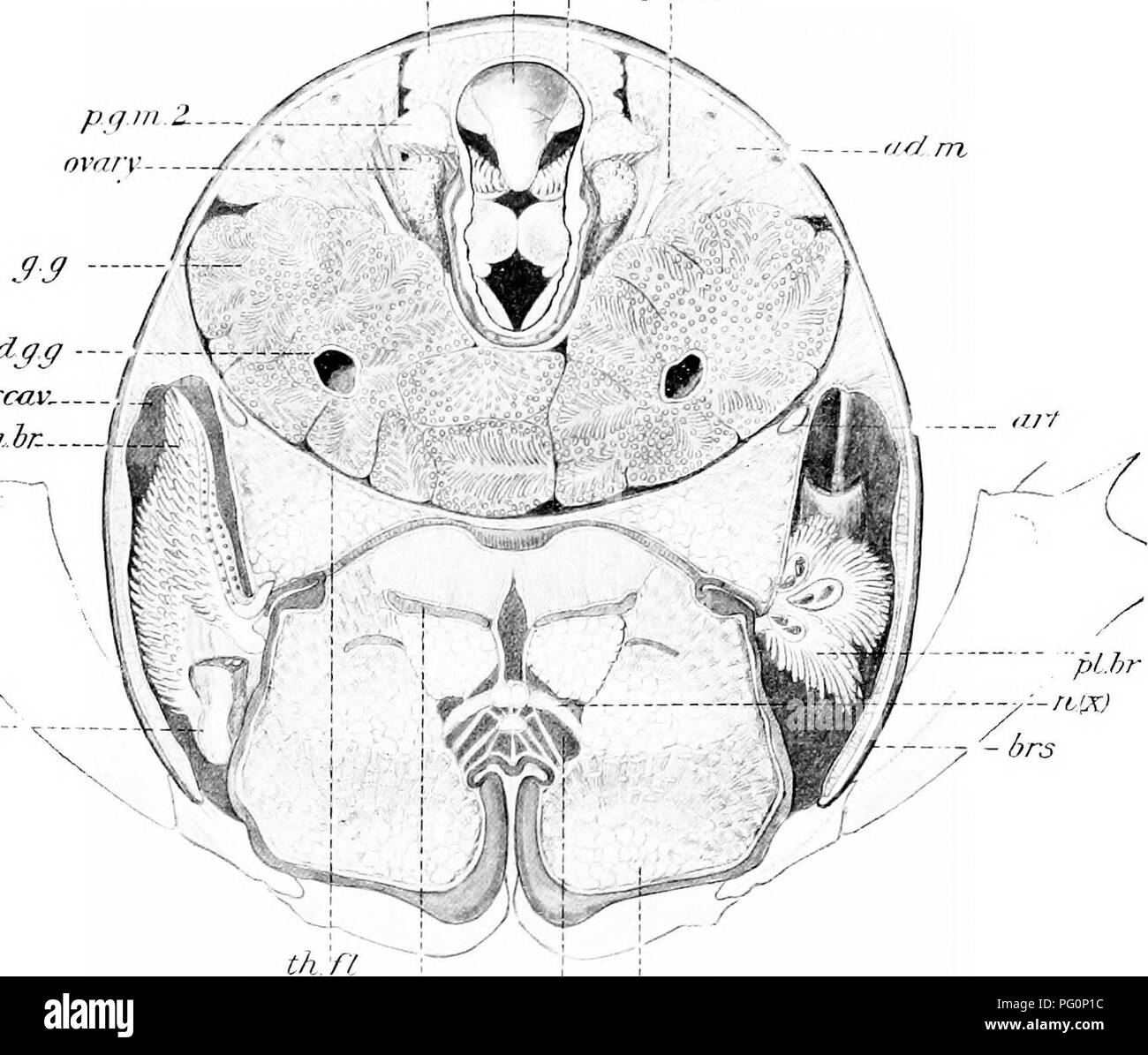 Lobster Rostrum This work details the anatomy and ecology of the American lobster ...