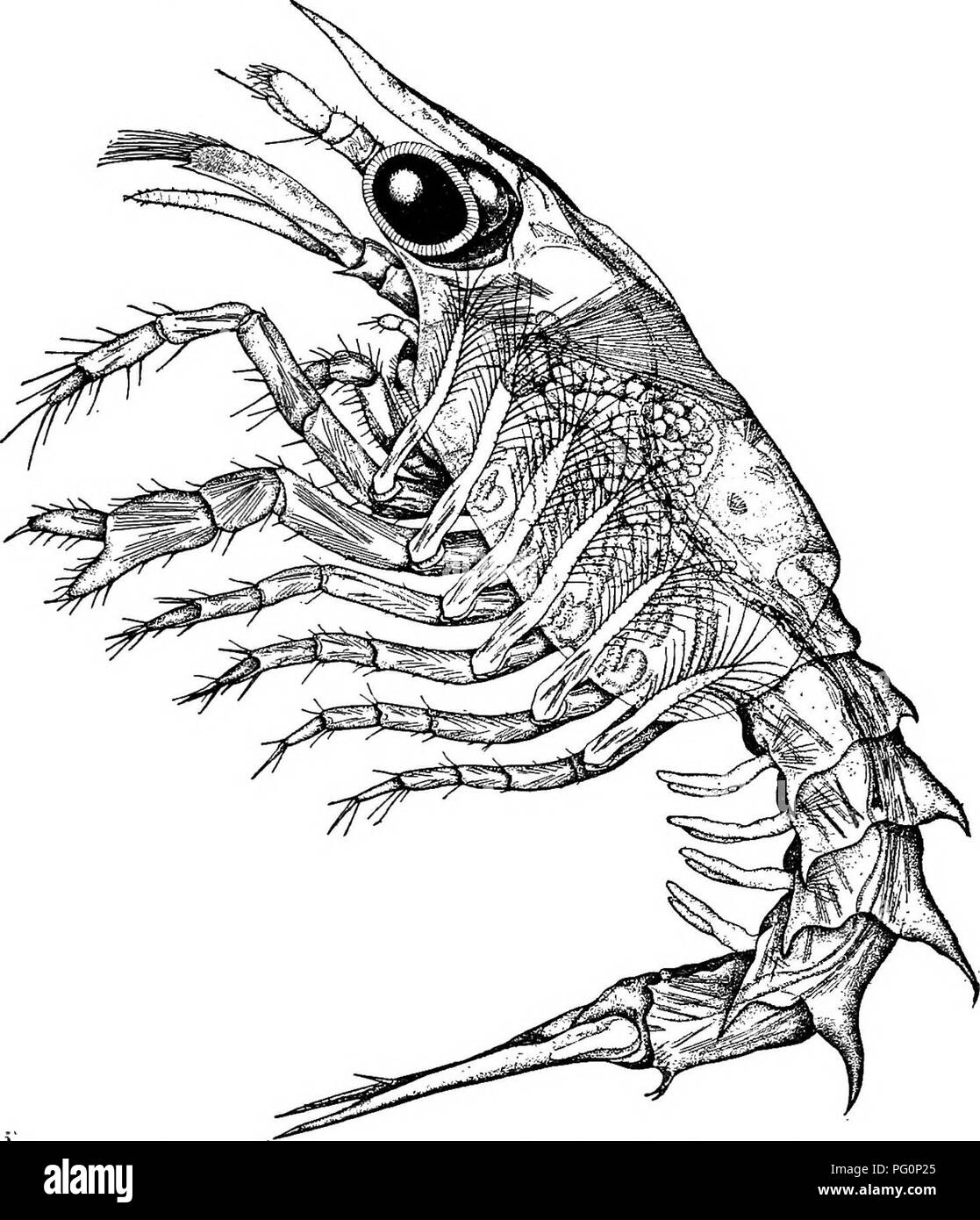 5 Larval Stage High Resolution Stock Photography And Images Alamy 5 Larval Stage High Resolution Stock Photography And Images Alamy
