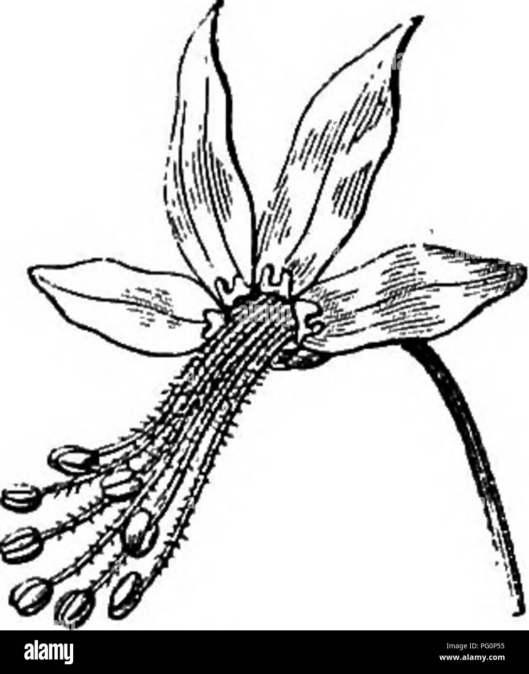 . The natural history of plants. Botany. Fig. 390. Longitudinal section of seed. Fig. 385. Flower. Fig. 389. Seed (f). flowers are also observed, having five sepals, with three or four ungui- culate petals, five to eight declinate stamens, and a unilateral disk; but in each ovary cell is inserted, towards the middle of the internal angle, two ovules primitively ascendent, with the raphe internal, whilst when full grown, only one remains so, the other becoming descendent, with the raphe outwards. The fruit (fig. 387-388) is a vescicular capsule, recalling that of Cardiospermump^la.os(i three ce Stock Photo