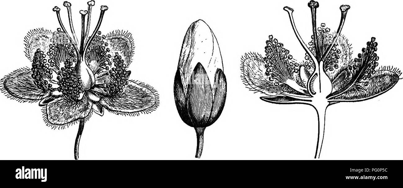 . The natural history of plants. Botany. LY. HYPERICACEiE. In this small family, wMcli derives its name from that of St. John's Wort [Hypericum) (fig. 339, 344-353), and which formerly included only the plants attributed to that genus, S. guianense and cayense, with the analogous species forming the genus Vismia^ (fig.340-343), present the most complete types for our first study. In these the flowers are regular, hermaphrodite, nearly always pentamerous. Their convex receptacle bears at first five sepals, thick, but abruptly thinned at the margin, along which they are quincuncially imbricate ( Stock Photo