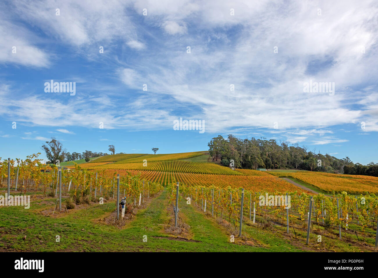 Vineyard in the Tamar Valley Stock Photo