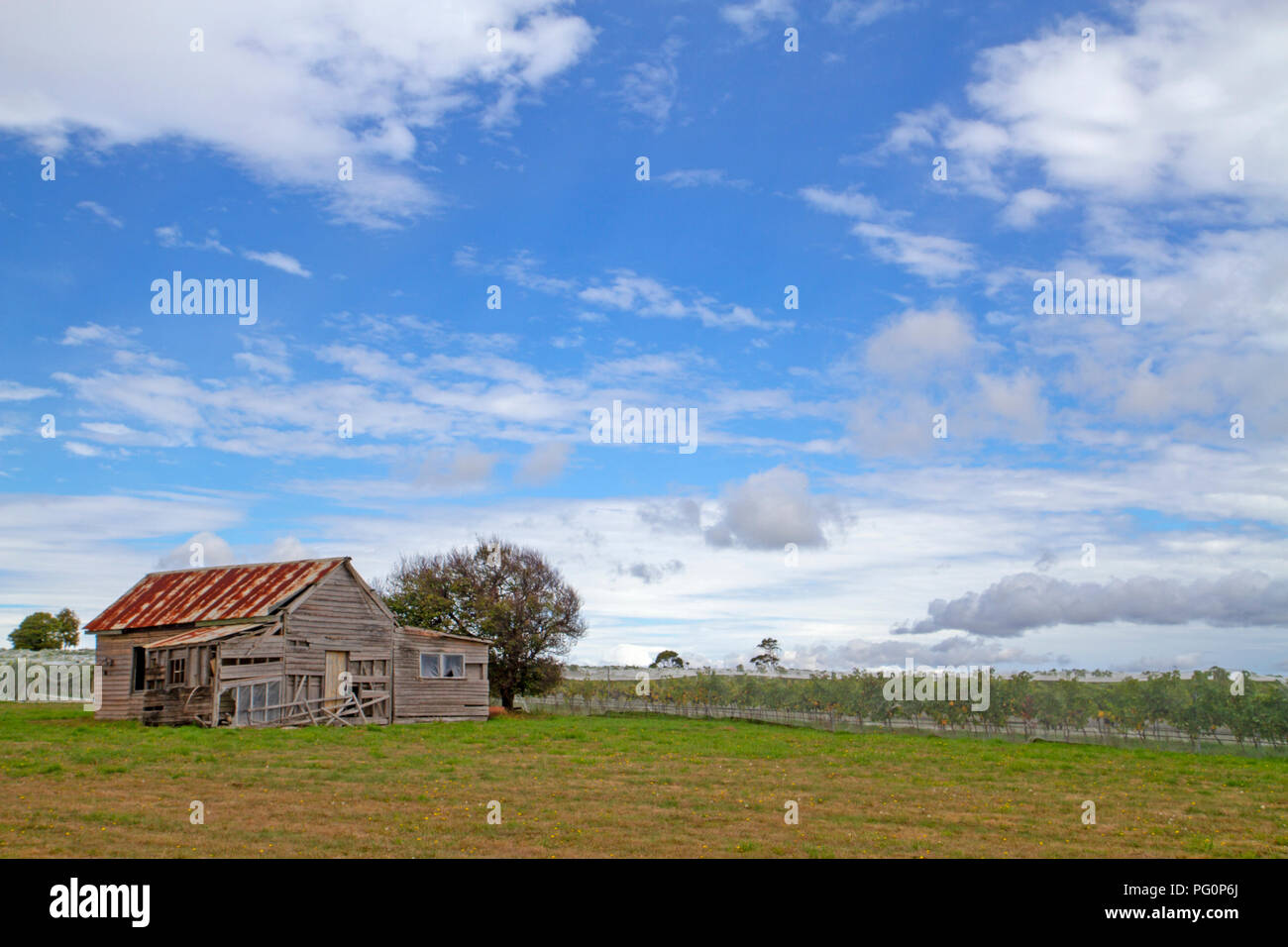 Vineyard in the Tamar Valley Stock Photo